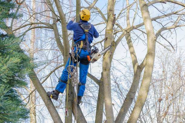  Sycamore, IL Tree Services Pros