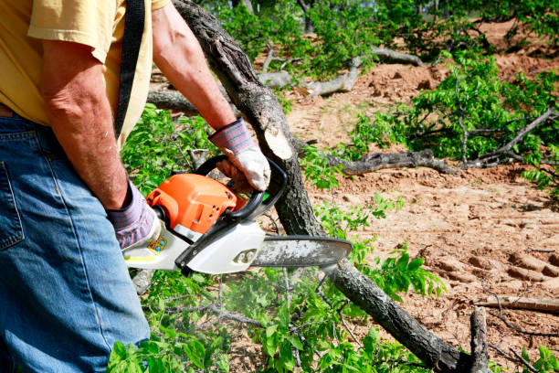 Best Seasonal Cleanup (Spring/Fall)  in Sycamore, IL
